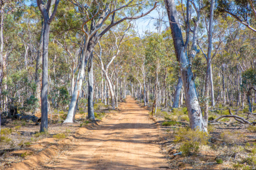Dryandra Woodland Narrogin Aust Golden Outback owns copyright 1