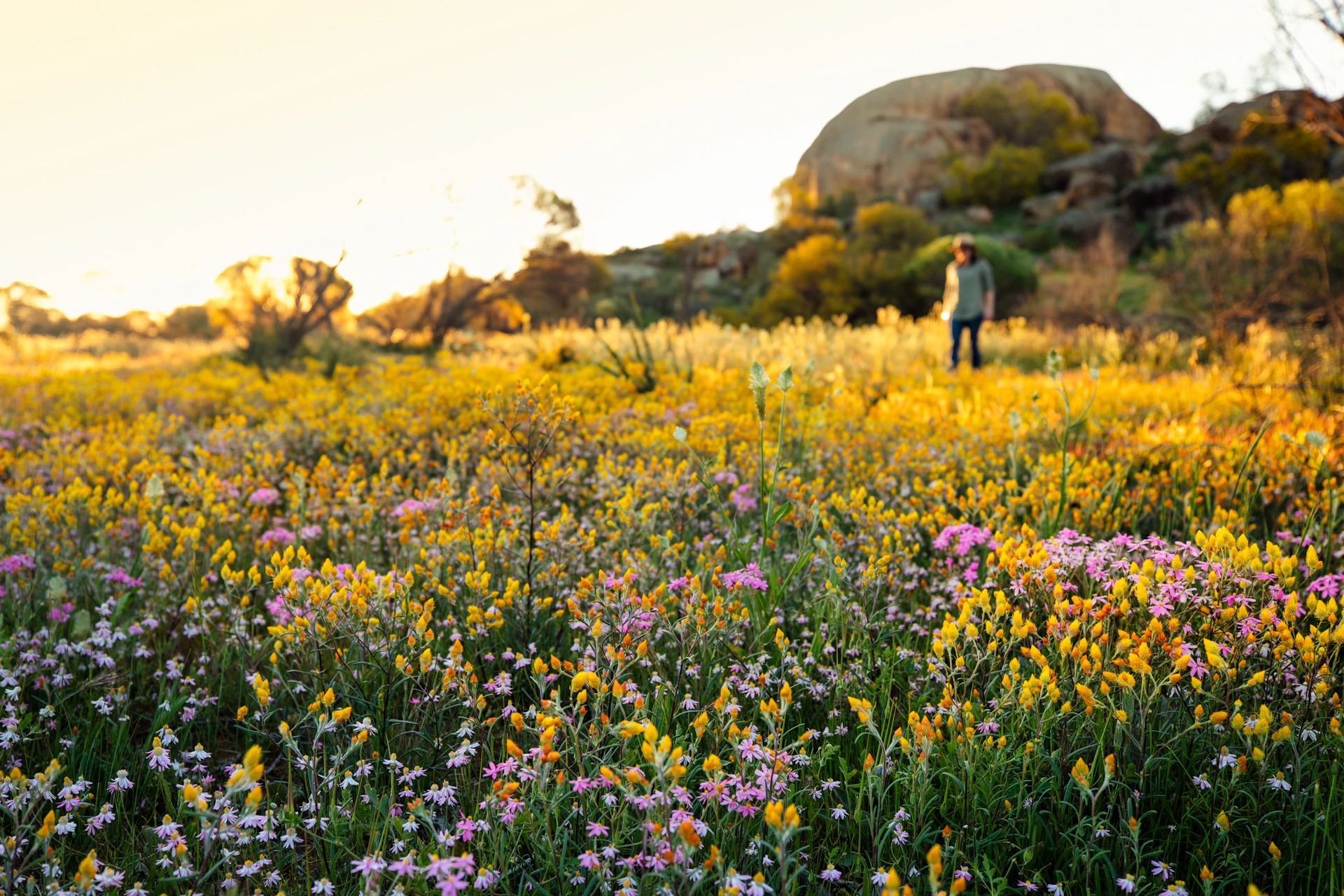Wildflower Bucket List! | Australia's Golden Outback