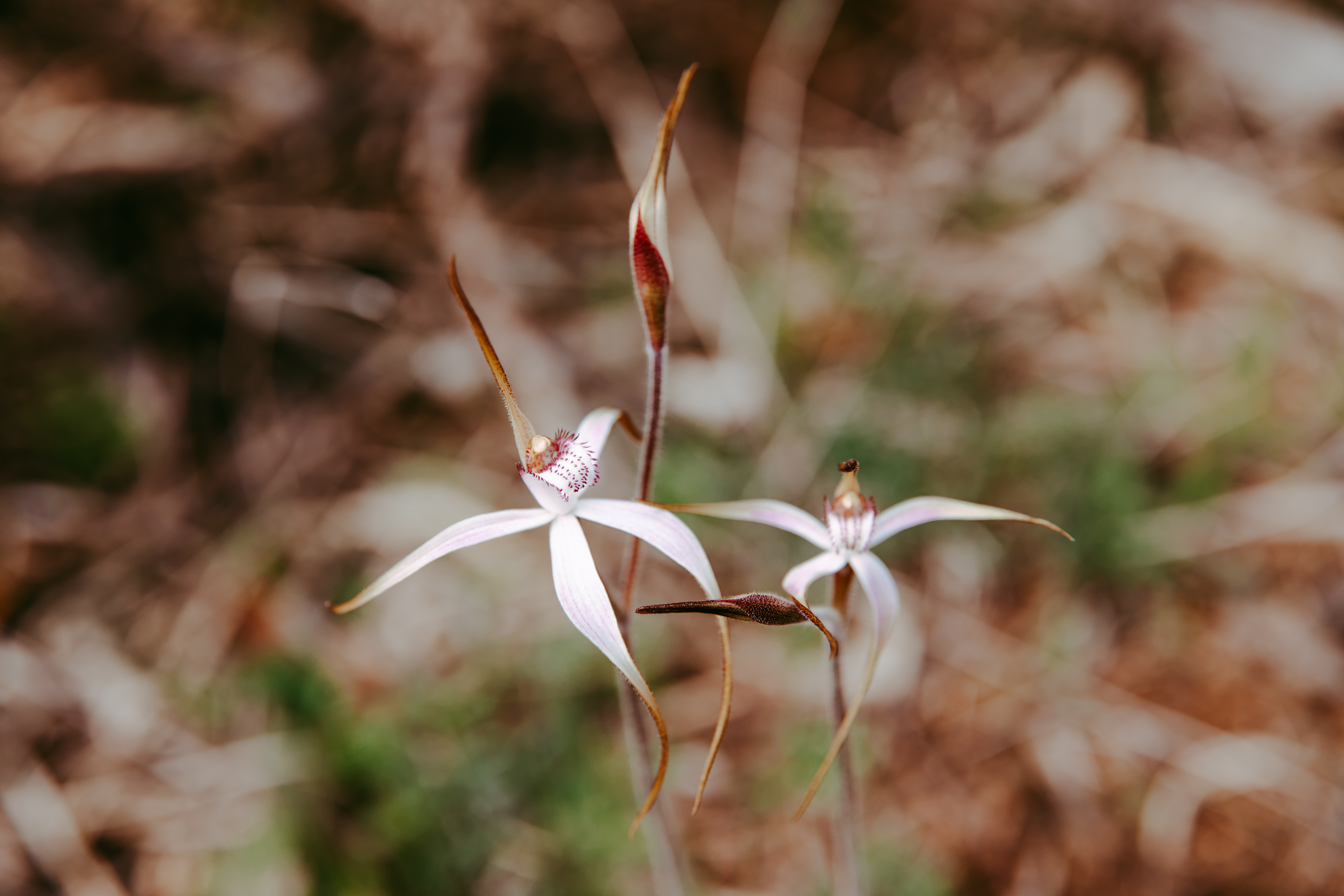 Spider Orchard Wongan Hills