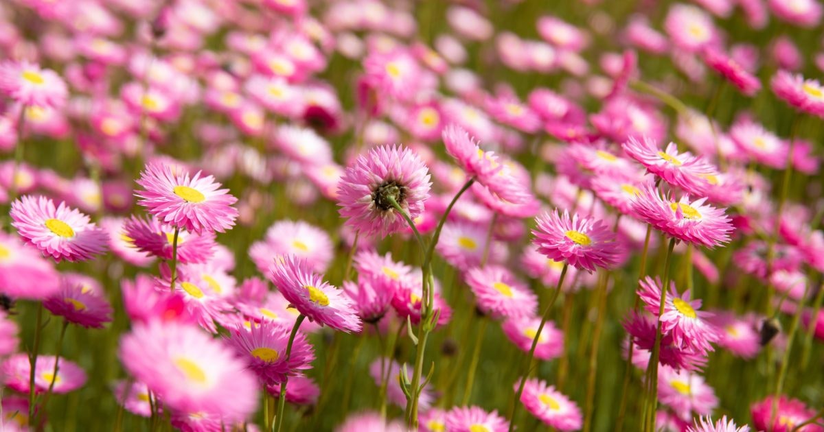 Wildflower Season In Was Golden Outback Jul Oct 2024 5051