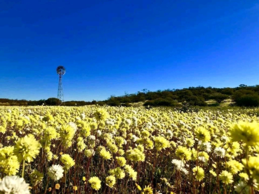 Everlastings at Koolanooka Springs about 20 mins East of Morawa by Ellie Cuthbert at the Shire of Morawa