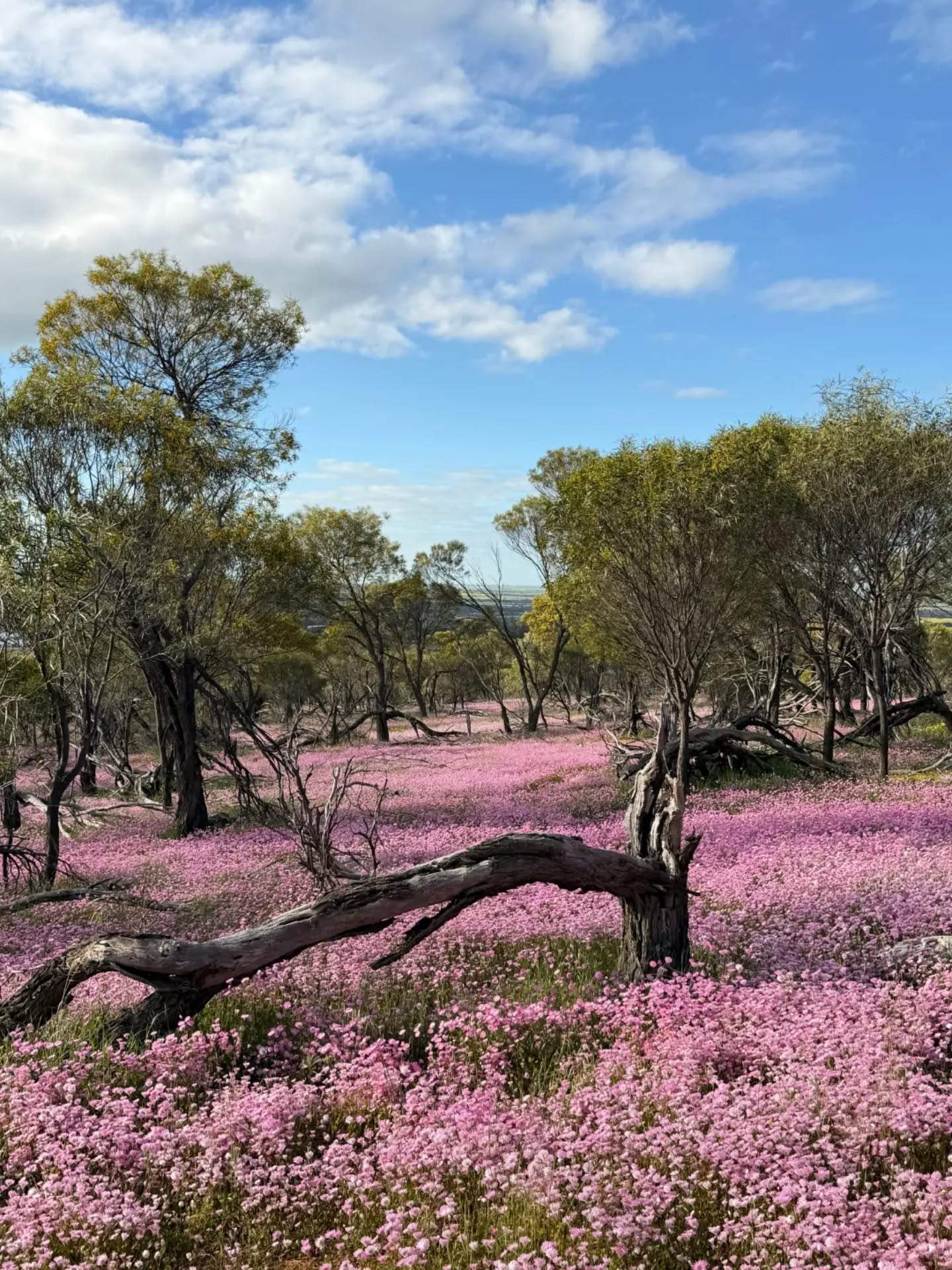 australiasgoldenoutback
