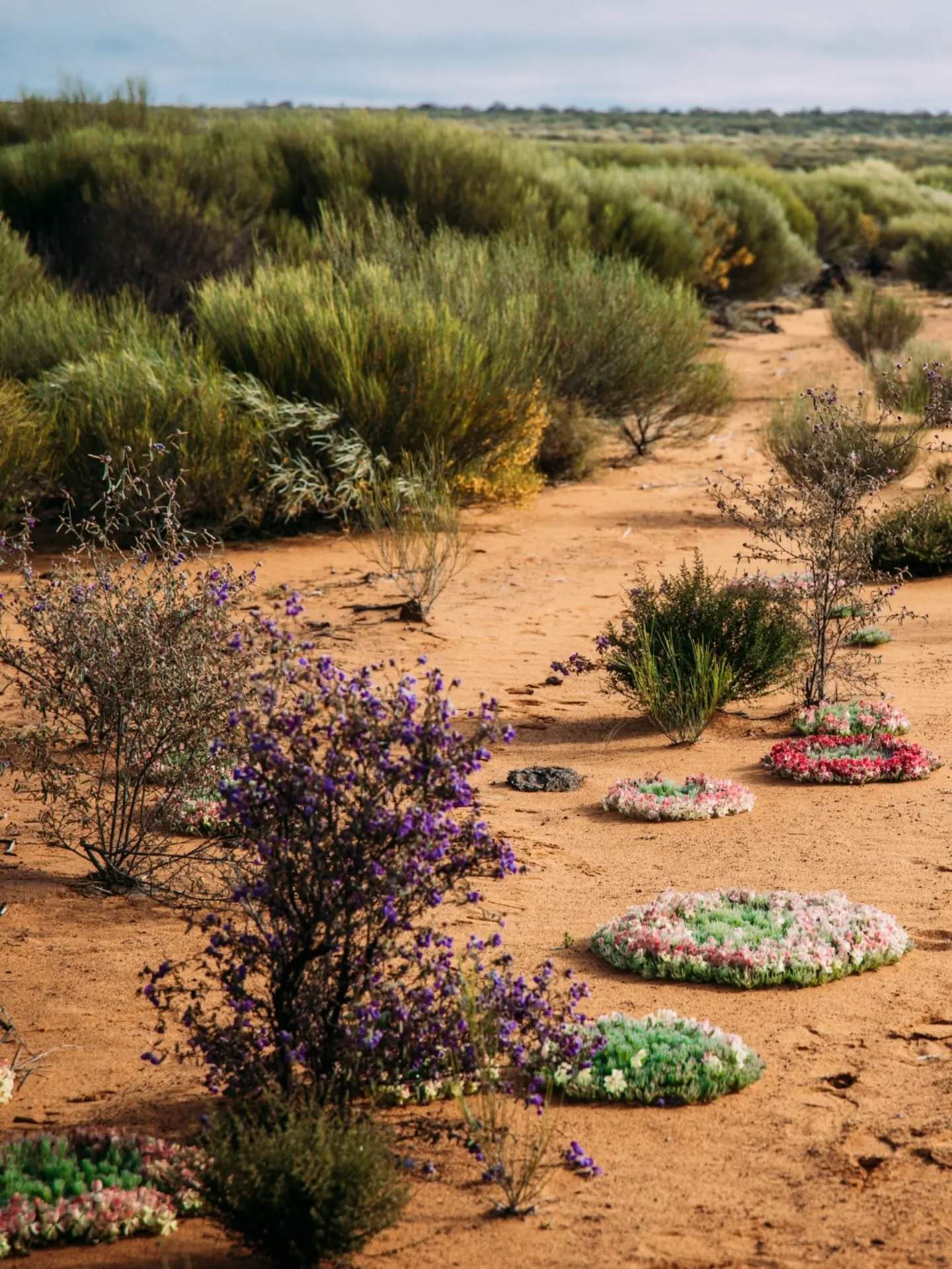 australiasgoldenoutback
