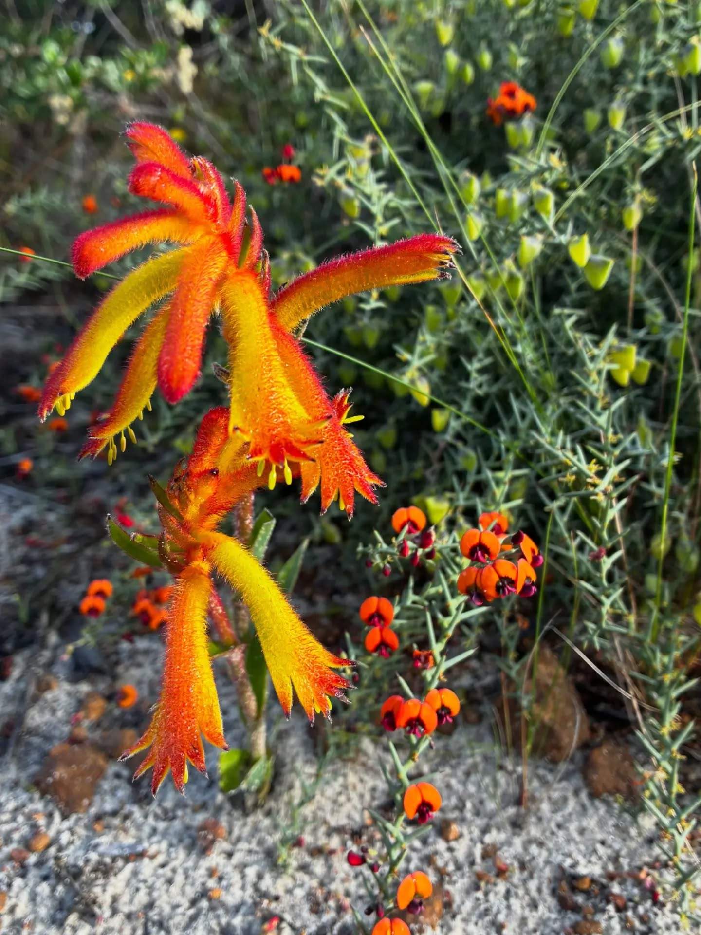 australiasgoldenoutback