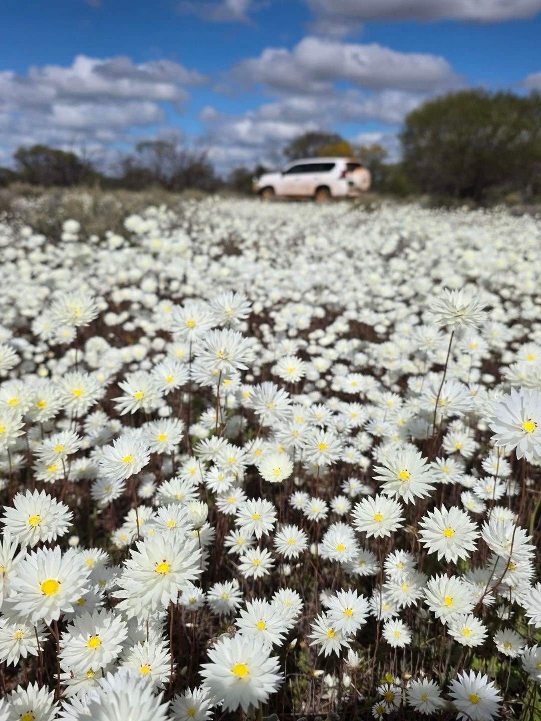 australiasgoldenoutback