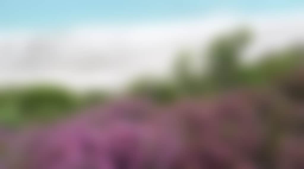 Esperance Wildflower Festival