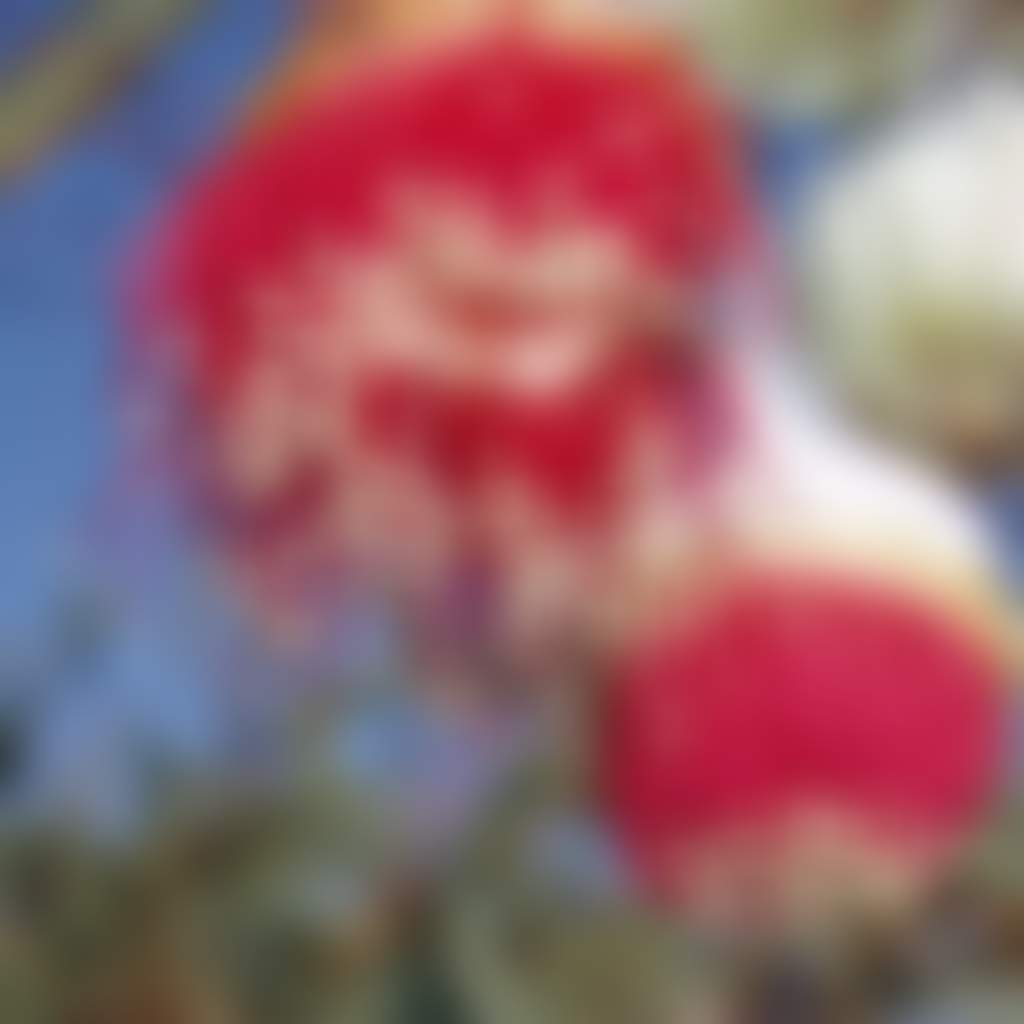 Hakea