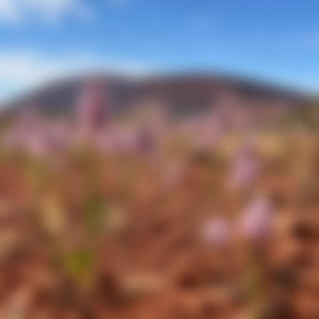 Mt Augustus Mulla Mulla on Cobra Mount Augustus Road Shire of Upper Gascoyne