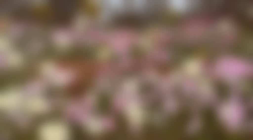 53B8Cb17040A707Ea1F160254666C781