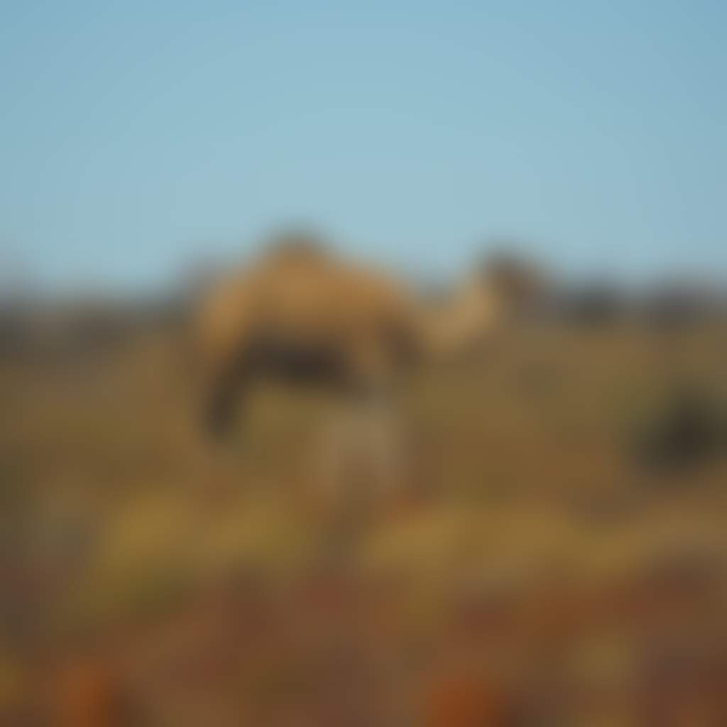 Lone Camel