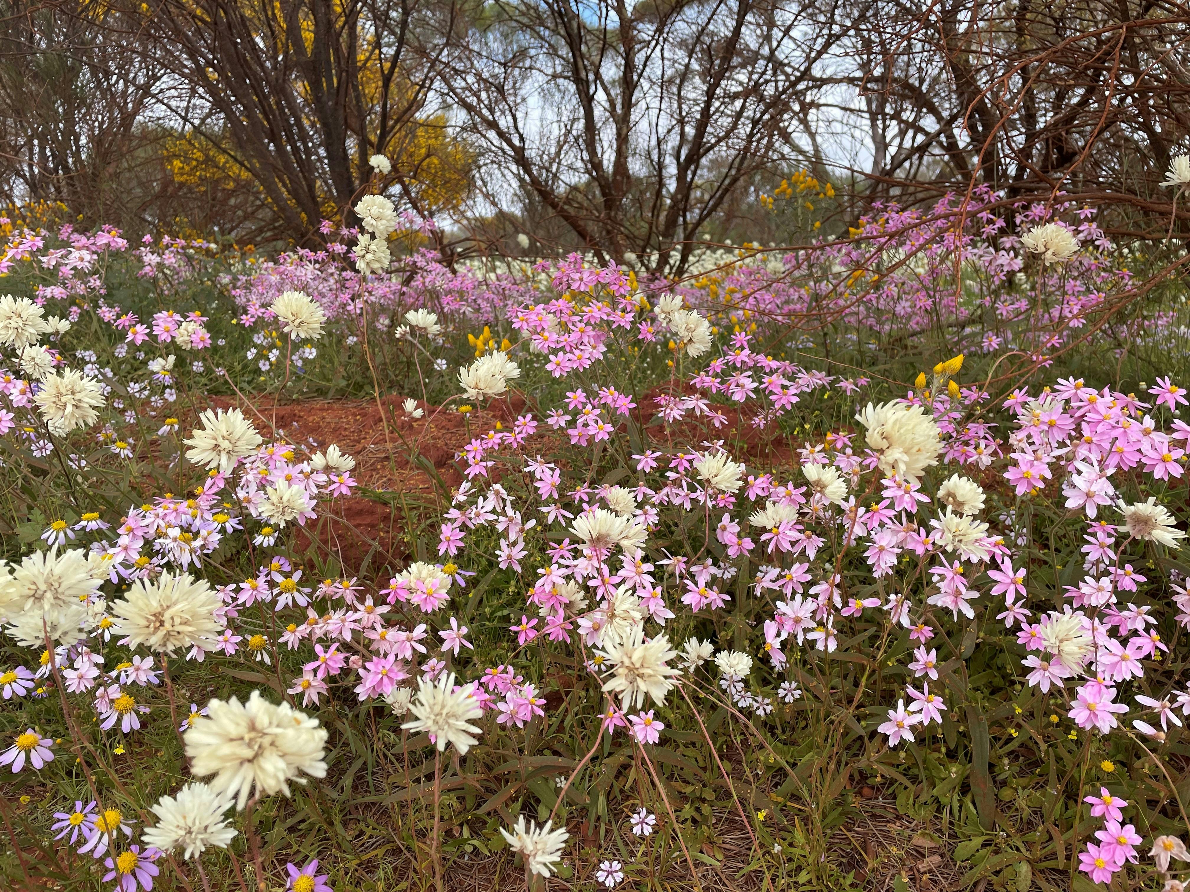 53B8Cb17040A707Ea1F160254666C781