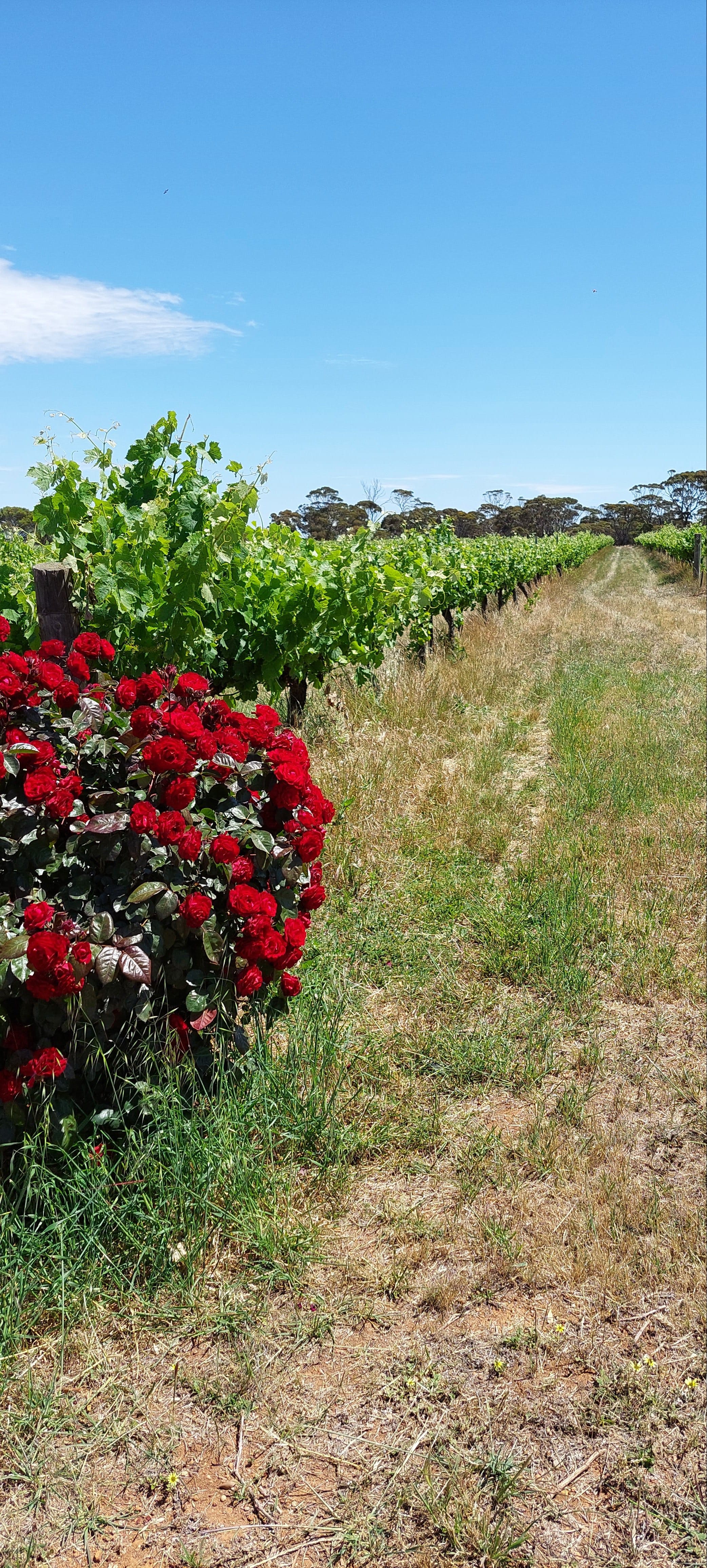 926Eea8303D66804D5Af3Db5D24Af5Db