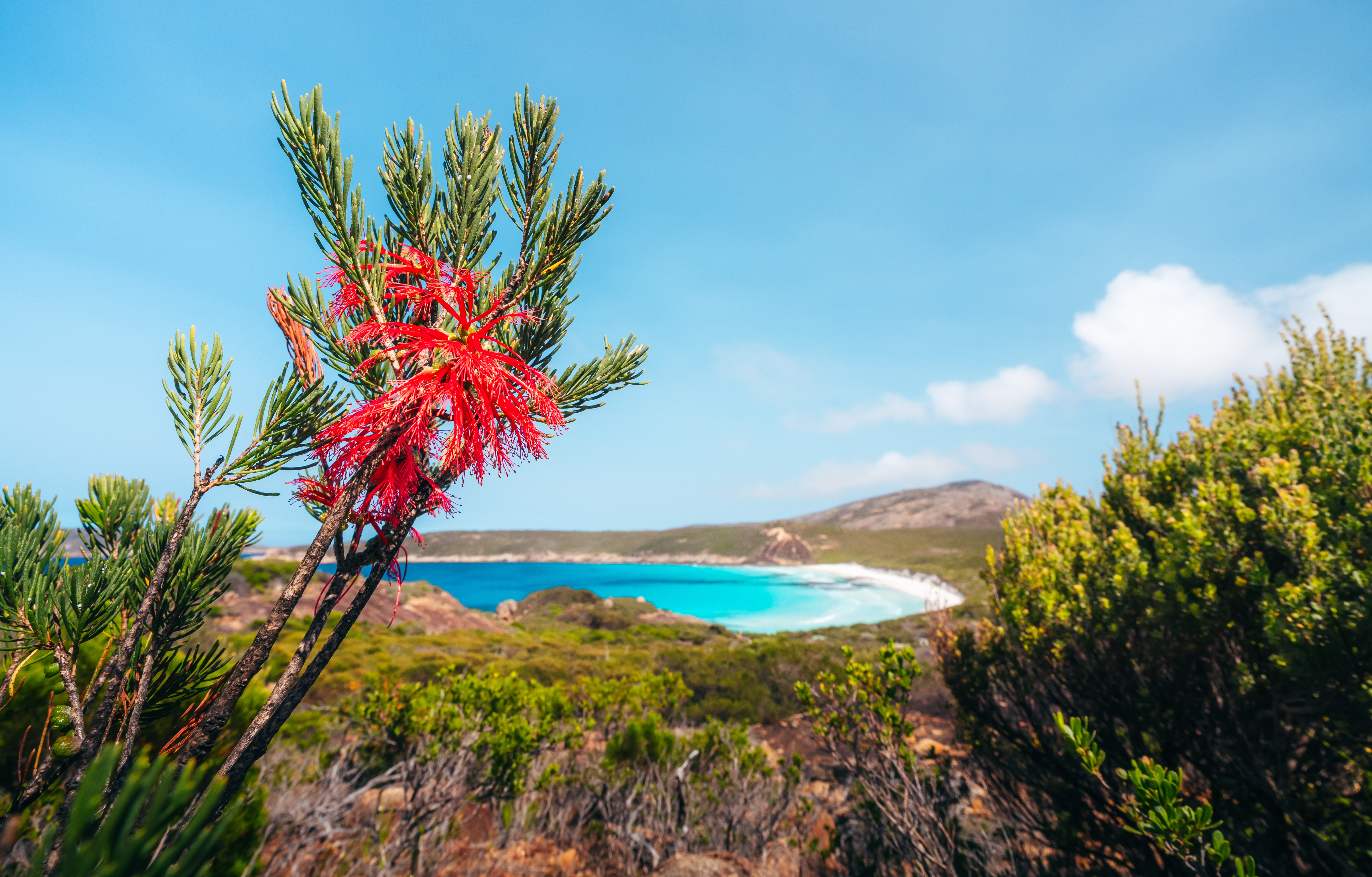Cjmaddock Esperance Wildflowers High Res 01