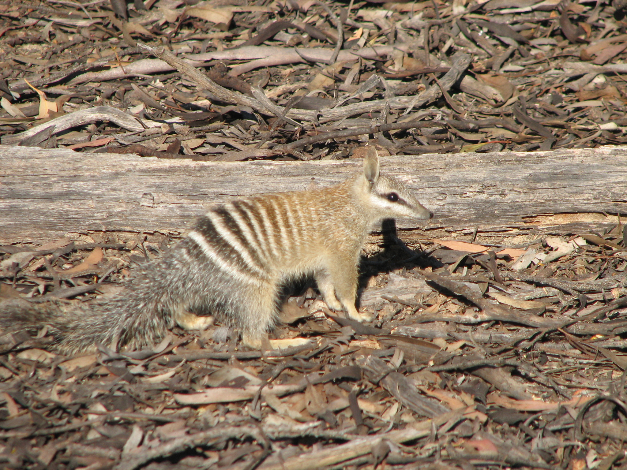 Dryandra Numbat