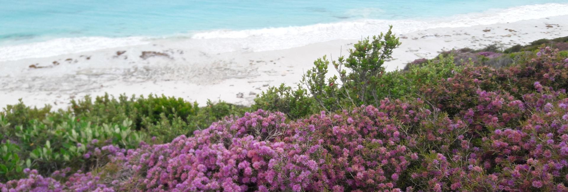 Esperance Wildflower Festival