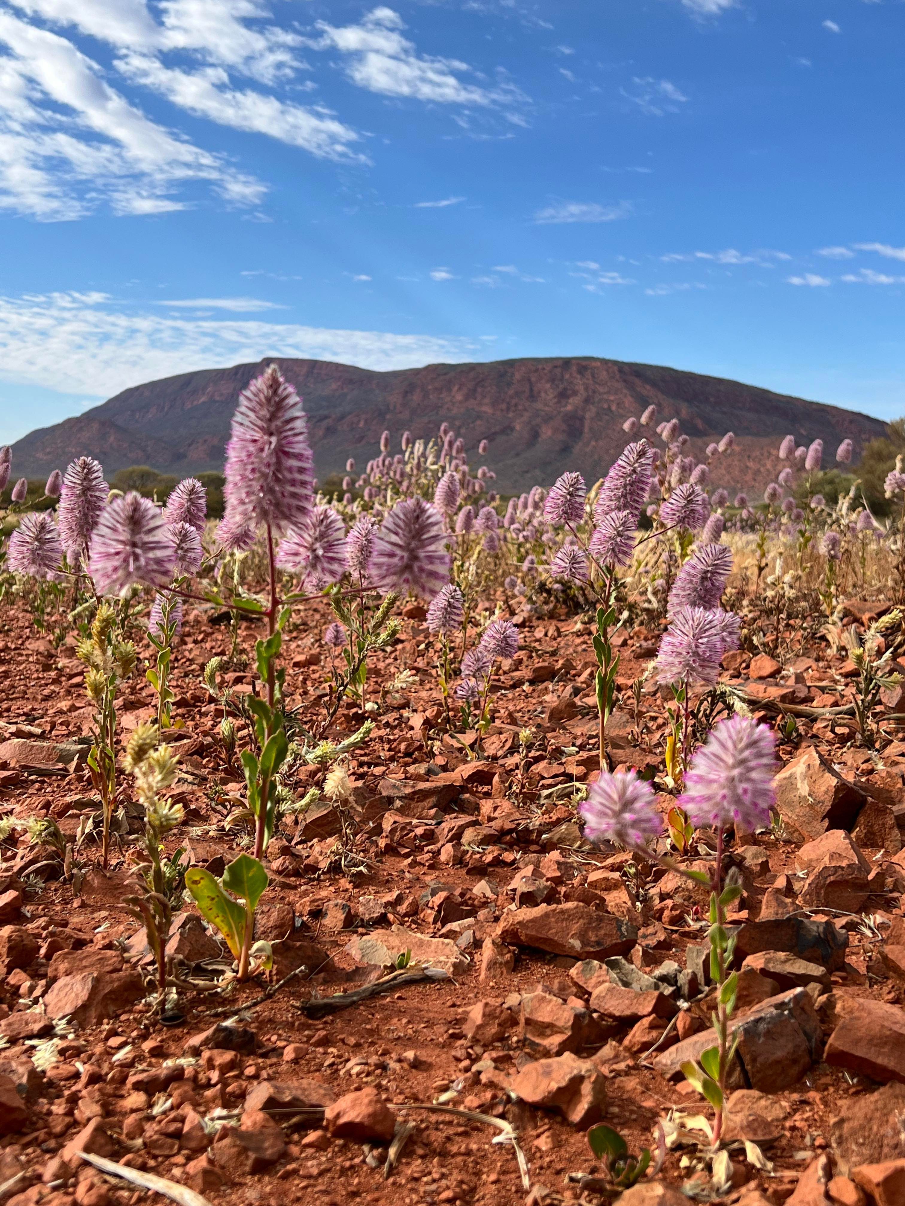 Mt Augustus Mulla Mulla on Cobra Mount Augustus Road Shire of Upper Gascoyne