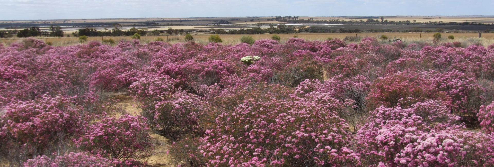 Reynoldson Reserve Festival Wongan Hills