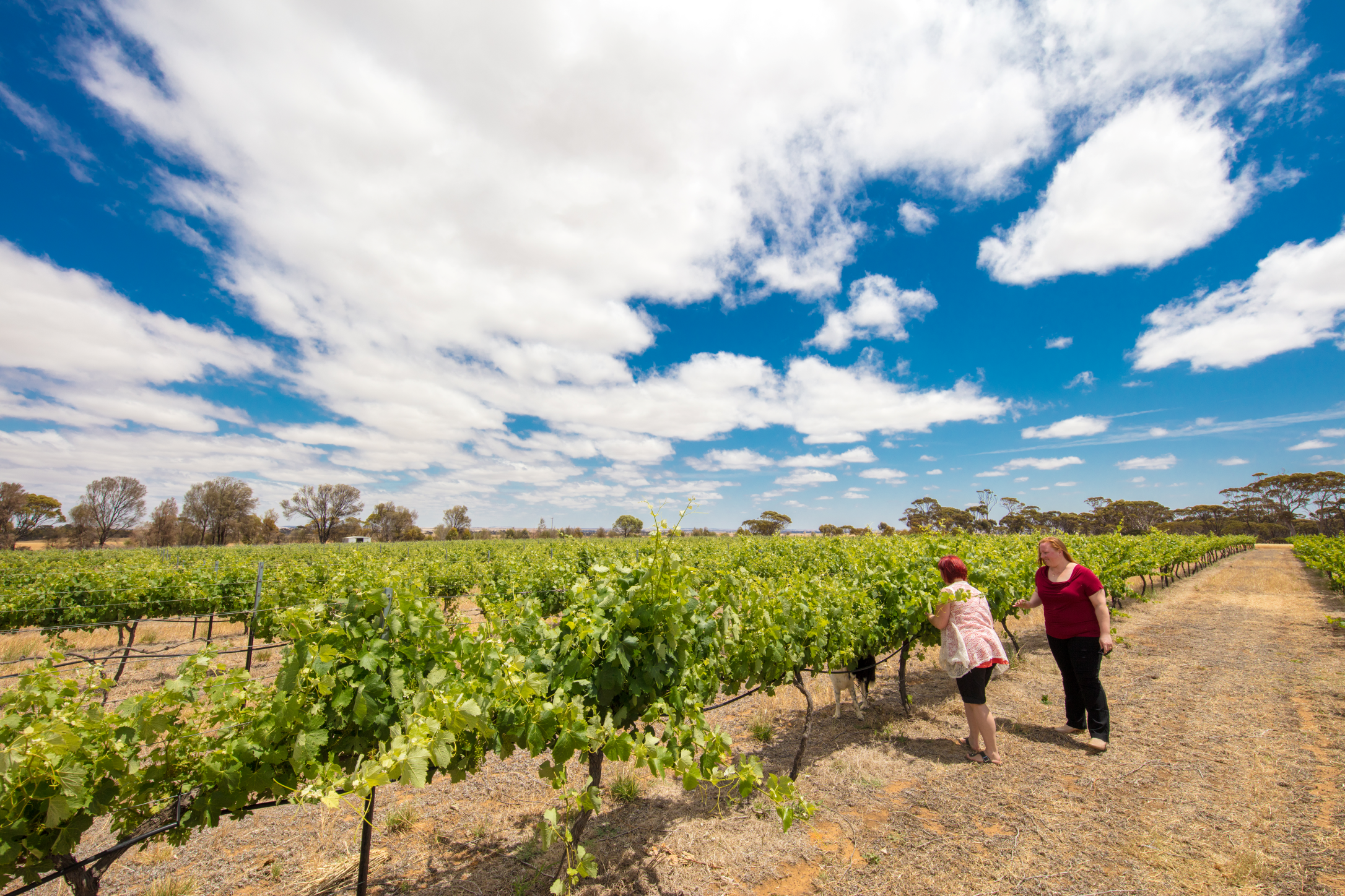 Walkers Hill Vinyards Lake Grace 1