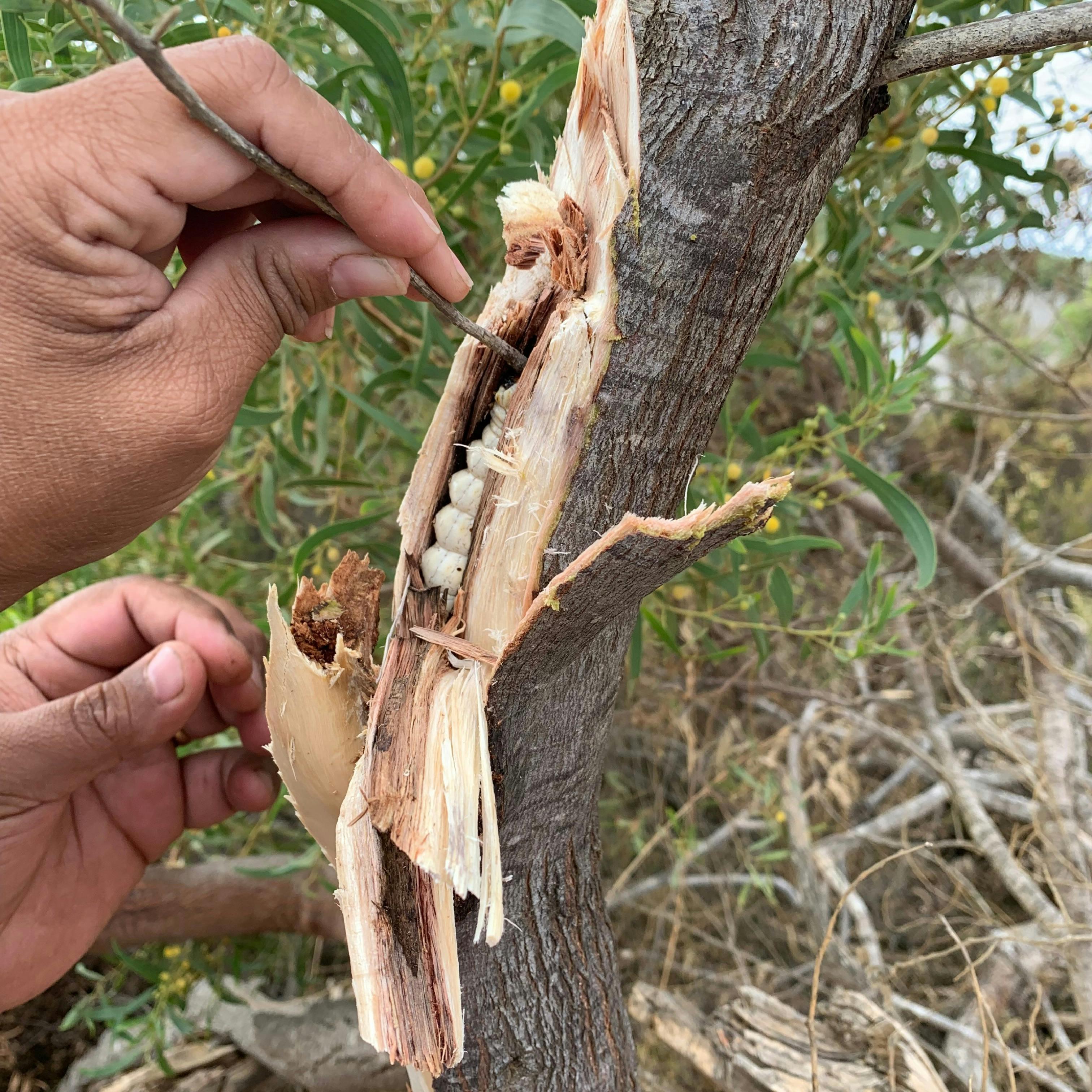 B9104D31317C77E37E17491Bc7617Edb