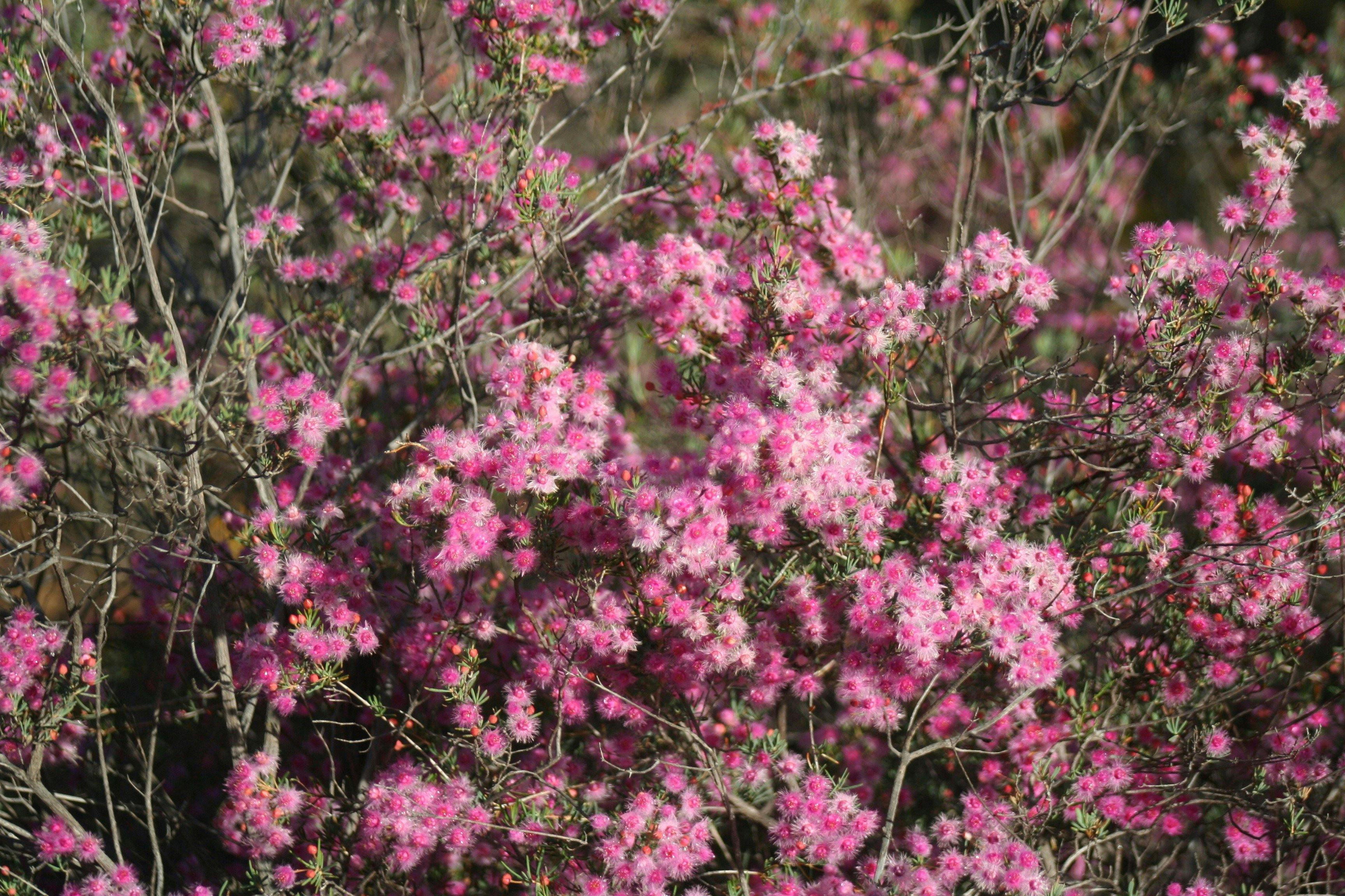 Fe94C4D5C9Cd866105C0Adec3A3307C3